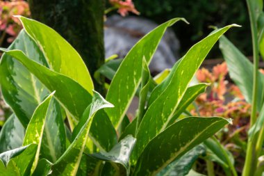 Evin etrafında küçük bitkiler yatıyordu.