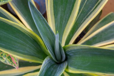 Evin etrafında küçük bitkiler yatıyordu.