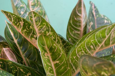 Evin etrafında küçük bitkiler yatıyordu.