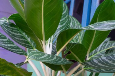 Evin etrafında küçük bitkiler yatıyordu.