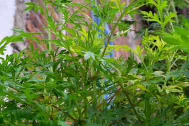 Evin etrafında küçük bitkiler yatıyordu.