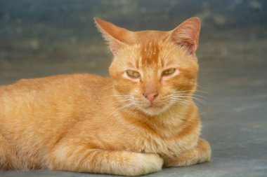 Şirin ve komik turuncu kedi fotoğrafı.