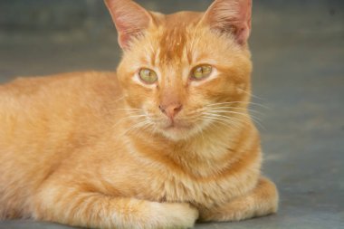 Şirin ve komik turuncu kedi fotoğrafı.