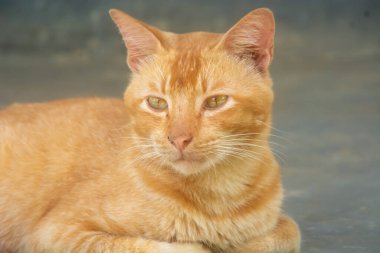 Şirin ve komik turuncu kedi fotoğrafı.