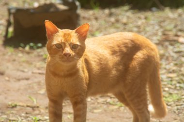 Şirin ve komik turuncu kedi fotoğrafı.