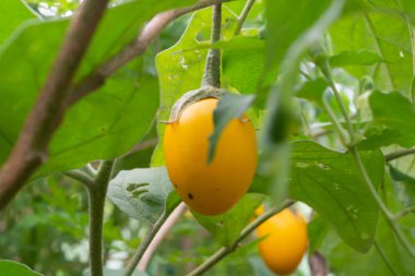 Taze patlıcan (Solanum melongena) düz yatay sarı renktedir