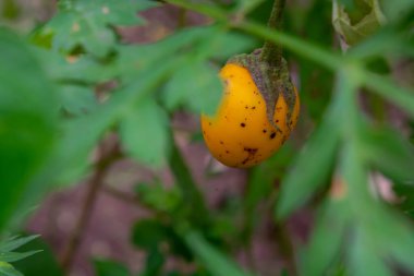 Taze patlıcan (Solanum melongena) düz yatay sarı renktedir