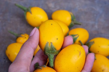 Taze patlıcan (Solanum melongena) düz yatay sarı renktedir