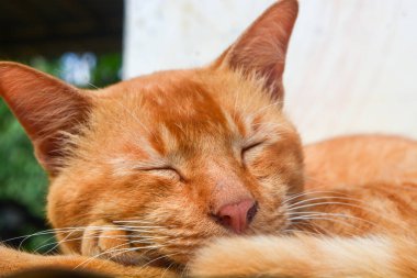 Şirin ve komik turuncu kedi fotoğrafı.