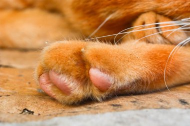 Şirin ve komik turuncu kedi fotoğrafı.