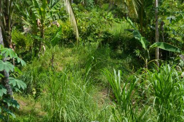 Ormanın geniş panoramik manzarası ön planda çimenler ve sıcak havada yanal güneş ışığı..