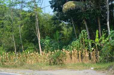 Ormanın geniş panoramik manzarası ön planda çimenler ve sıcak havada yanal güneş ışığı..