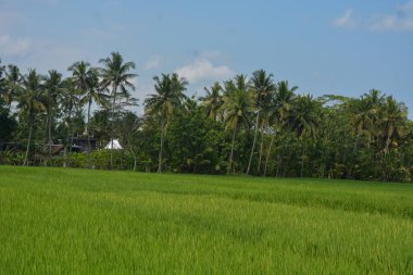 Mavi gökyüzü ile uzak pirinç tarlaları manzarası.