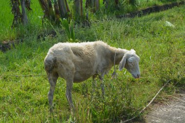 Çayırda yiyecek arayan beyaz koyunların fotoğrafı.