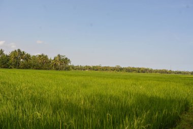 Mavi gökyüzü ile uzak pirinç tarlaları manzarası.