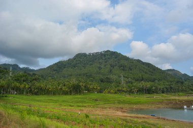 Ormanın geniş panoramik manzarası ön planda çimenler ve sıcak havada yanal güneş ışığı..