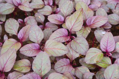 Kümeler halinde kırmızı ıspanak bitkileri (Amaranthus üç renkli Blitum rubrum)
