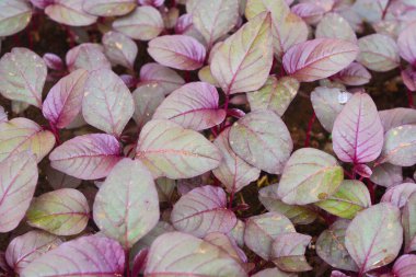 Kümeler halinde kırmızı ıspanak bitkileri (Amaranthus üç renkli Blitum rubrum)