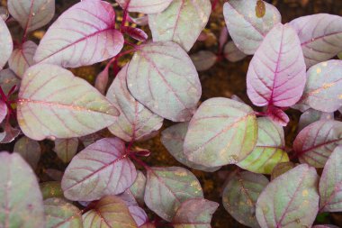 Kümeler halinde kırmızı ıspanak bitkileri (Amaranthus üç renkli Blitum rubrum)