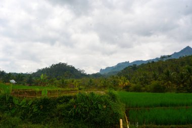 Kırsal kesimdeki taze pirinç tarlalarının fotoğrafı.
