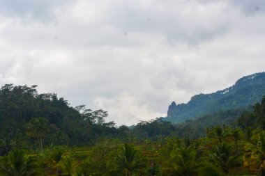 Kırsal kesimdeki taze pirinç tarlalarının fotoğrafı.
