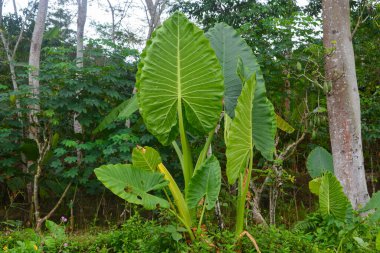 Kırsal kesimdeki taze pirinç tarlalarının fotoğrafı.