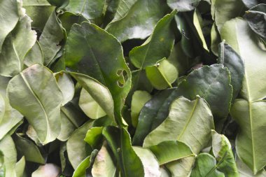 Kauffir limon yapraklarının yakın fotoğrafını çek. Yemek malzemeleri için.