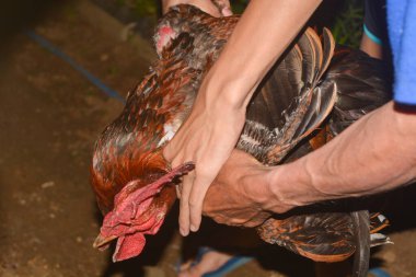 Boynunda bir horoz kesilirken çekilmiş bir fotoğraf.