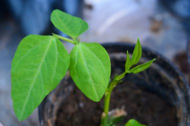 Uzun fasulye tohumlarının fotoğrafı 