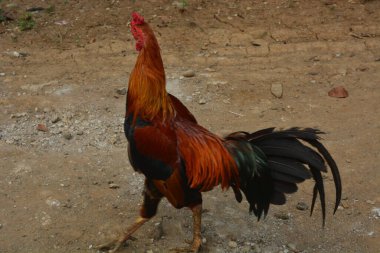 Bahçede yiyecek arayan tavukların fotoğrafı.