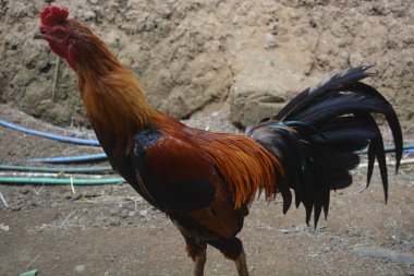 Bahçede yiyecek arayan tavukların fotoğrafı.