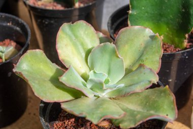 Süslü otlar, mini kaplarda kaktüsler, evin içinde süs bitkileri.