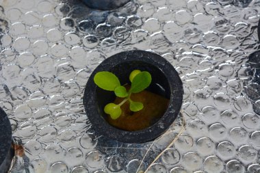 Bir balık havuzunun üstündeki hidroponik tesiste, bir saksının içindeki bitkileri kapatın.