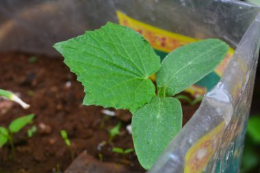 Bir balık havuzunun üstündeki hidroponik tesiste, bir saksının içindeki bitkileri kapatın.