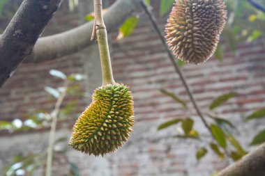 Durian meyvesinin fotoğrafı 