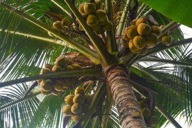 Ağaçta hala yeşil hindistan cevizi meyvesi (Cocos nucifera L) var