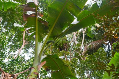 Olgun sarı muzlar muz tarlalarında sallanıyor. Dünya çapında ihracat için sanayi ölçeğinde muz ekimi