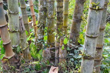 Tunnel bamboo tree with sunlight.
