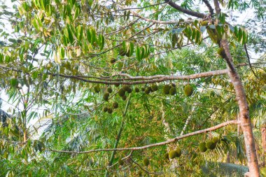 Sapında yeşil kaffir limonu var.