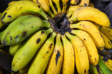 Kırpma yolu ve tam derinlik alan ile beyaz arkaplanda izole muz bir grup.