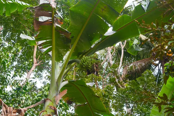 Olgun sarı muzlar muz tarlalarında sallanıyor. Dünya çapında ihracat için sanayi ölçeğinde muz ekimi