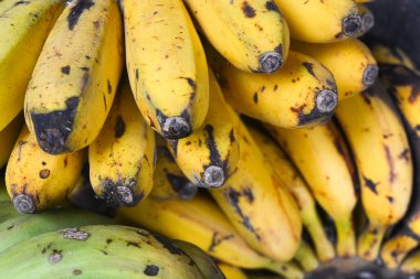 Kırpma yolu ve tam derinlik alan ile beyaz arkaplanda izole muz bir grup.