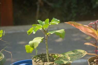 Ev dekorasyonu için güzel saksı çiçekleri olan arka bahçenin manzarası