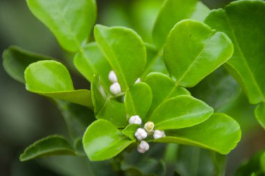 Sapında yeşil kaffir limonu var.