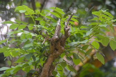 Ev dekorasyonu için güzel saksı çiçekleri olan arka bahçenin manzarası