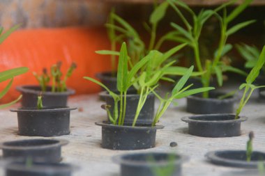 Yeşil lahana sebzeleri hidrofonik yetiştirme yöntemini kullanıyor. Kentsel alanlarda modern tarım uygulaması