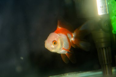 Koi balığı (Cyprinus rubrofuscus) kırpma yolu ile siyah arkaplanda izole edildi