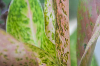 Ev dekorasyonu için güzel saksı çiçekleri olan arka bahçenin manzarası