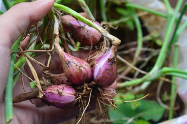 Çiftçinin elinde taze toplanmış kırmızı soğanlar var..