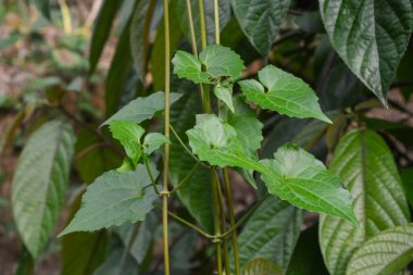Ev dekorasyonu için güzel saksı çiçekleri olan arka bahçenin manzarası